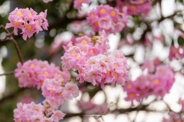 The Pink Trumpet Flower Season In Saigon – A Romantic Beauty In The Heart Of The City