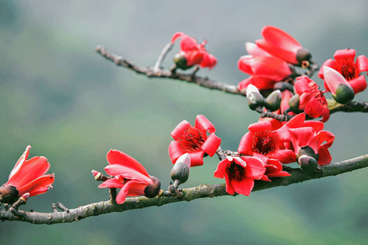 Rice Flower - A Lovely Reminder Of How Beautiful Change Can Truly Be