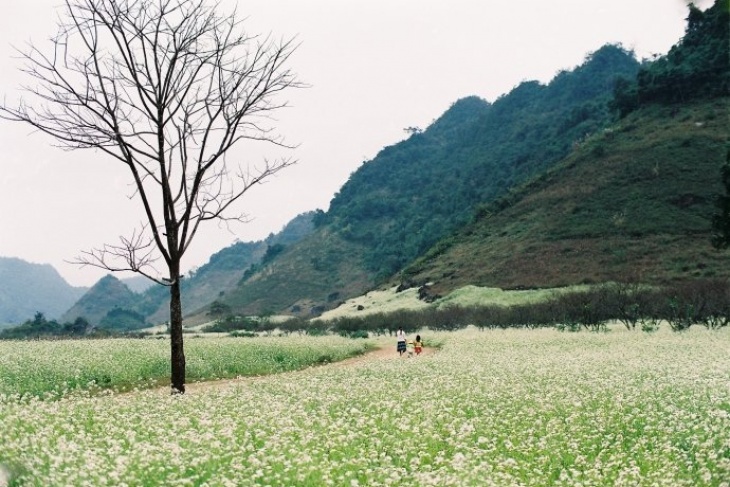 Moc Chau Highlands