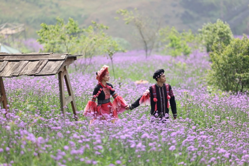 The Magnificent Beauty Of The Buckwheat Flower Season In Ha Giang