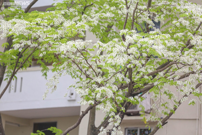 Hanoi Sua Flower Season – The Pure Beauty Of March