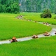 5-Days Highlight Hanoi With Halong Bay & Tam Coc Package Tour